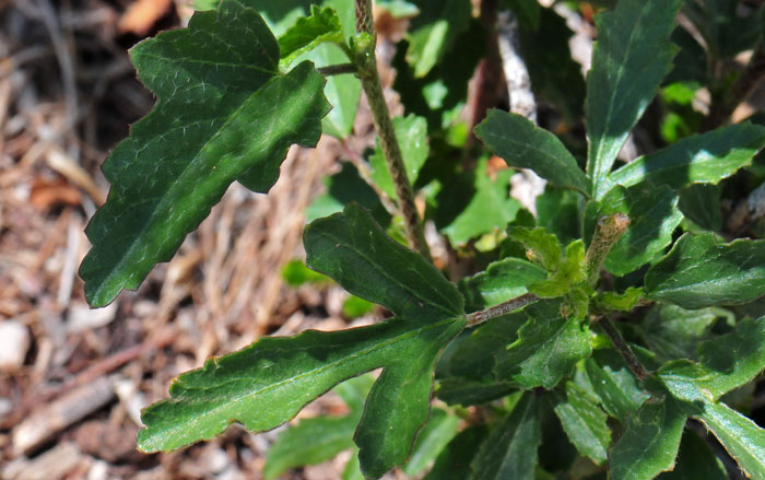 Hibiscus coulteri, Desert Rosemallow